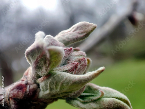 apple flowers buds on twig closeup. Apple blossom buds in spring