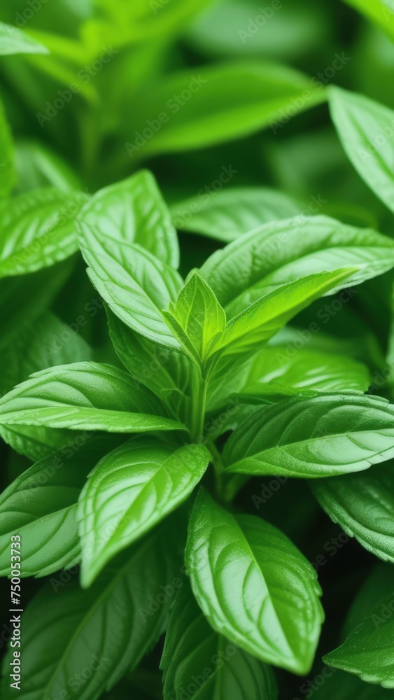 Close up of bunch of green leaves. Leaves are fresh and vibrant, and they are arranged in way that makes them look like they are growing together.Concept of growth and vitality background. Copy space. Close up of bunch of green leaves. Leaves are fresh and vibrant, and they are arranged in way that makes them look like they are growing together.Concept of growth and vitality background. Copy space.