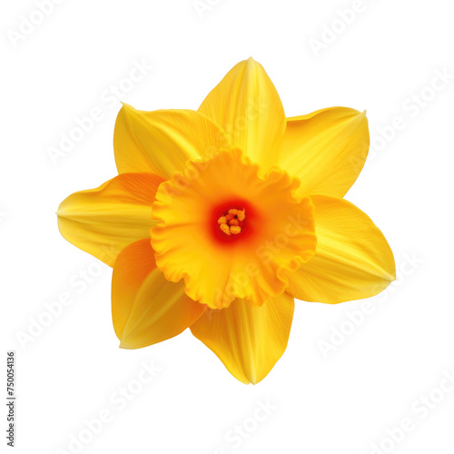 Vibrant yellow daffodil in full bloom, showcasing its bright petals and trumpet-like corona, Concept of spring, renewal, and natural splendor