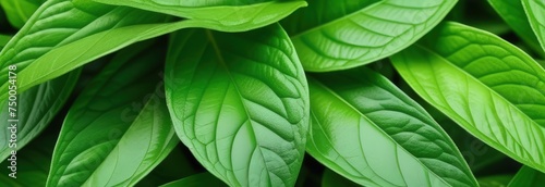 Close up of bunch of green leaves. Leaves are fresh and vibrant, and they are arranged in way that makes them look like they are growing together.Concept of growth and vitality background. Copy space.