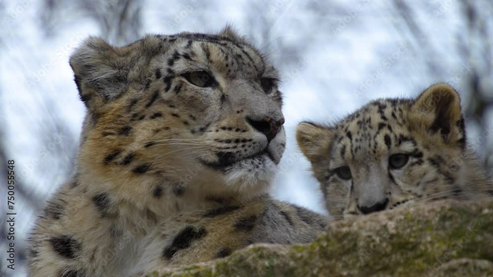 Close view of female and baby snow leopards resting together with view from below.
Close view of female and baby snow leopards resting together with view from below.