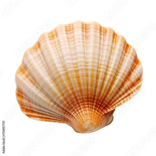 Orange and White Striped Seashell PNG, Transparent Image without background, Concept of marine life and beachcombing treasures