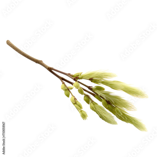 Pussy Willow Branches PNG, Transparent Image without background, Concept of spring and natural Easter decorations