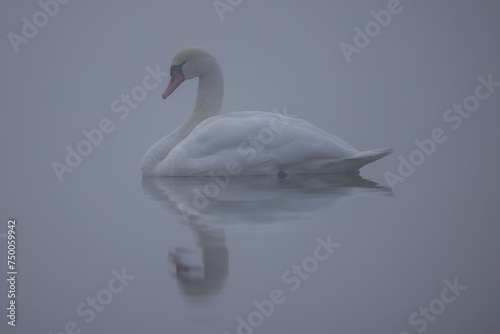 mute swan, cygnus olor, in the fog
