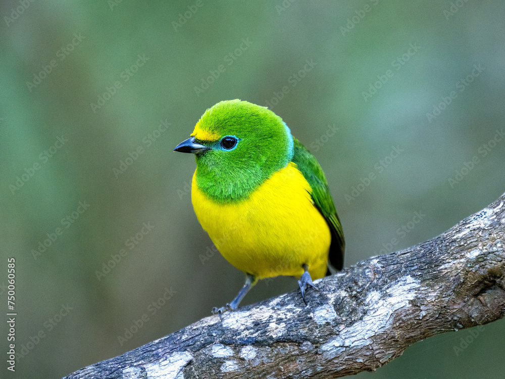 Fototapeta premium A beautifully colored Blue-naped Chlorophonia, Chlorophonia cyanea, sits on a branch and looks around. Branquilla, Colombia