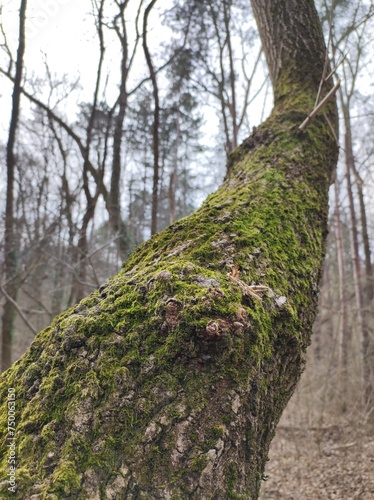 Fototapeta Naklejka Na Ścianę i Meble -  Pine tree with grove bark covered with moss