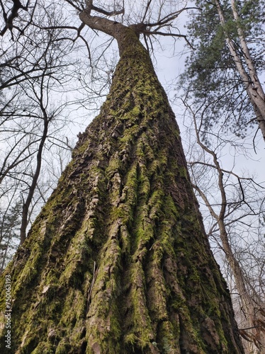 Perspective of pine tree with grove bark covered with moss