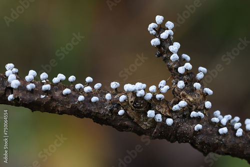 Didymium melanospermum, a slime mold from Finland, no common English name photo