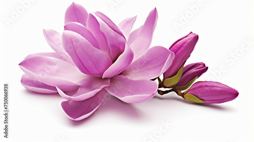 Purple magnolia flower Magnolia Felix isolated © doly dol