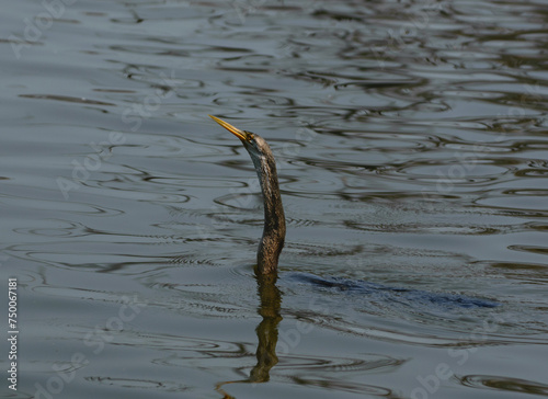 The snake bird in the water at branch at Bharatpur Keuladeo Bird Sanctuary photo