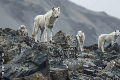 White wolf standing on the rock with mountains