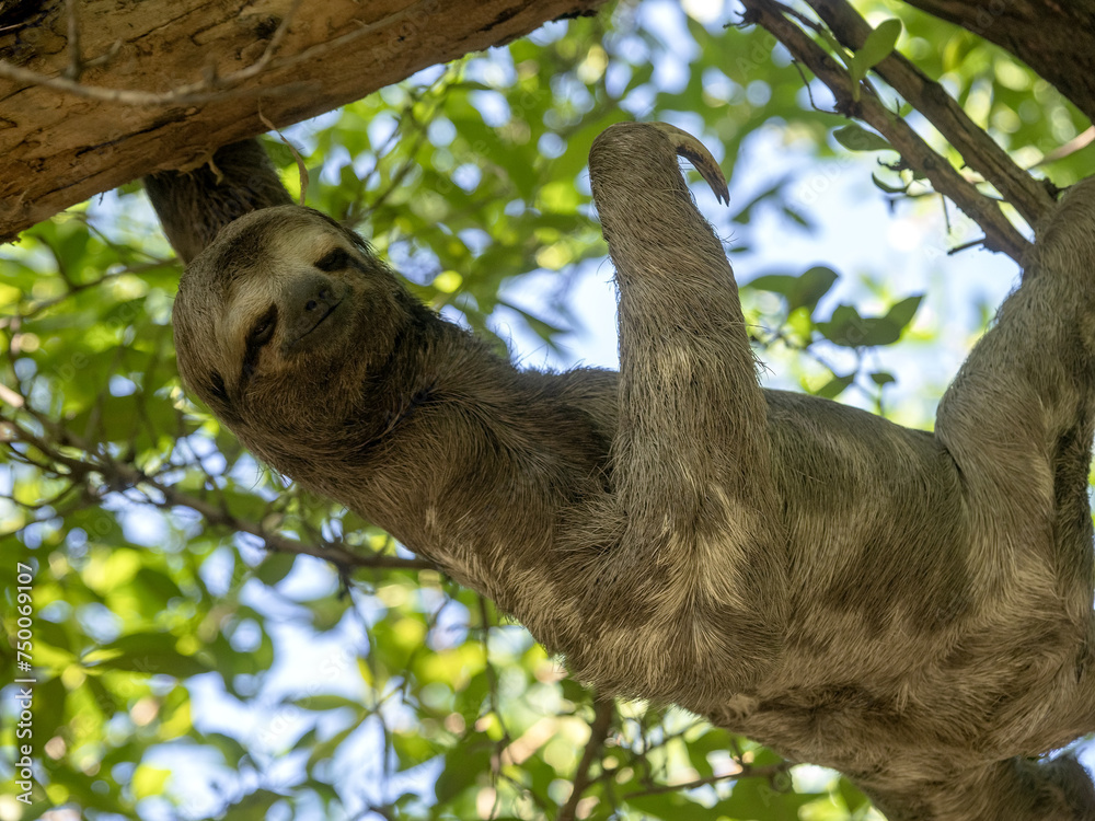 Sloth three toed, Bradypus tridactylus, in the city park in