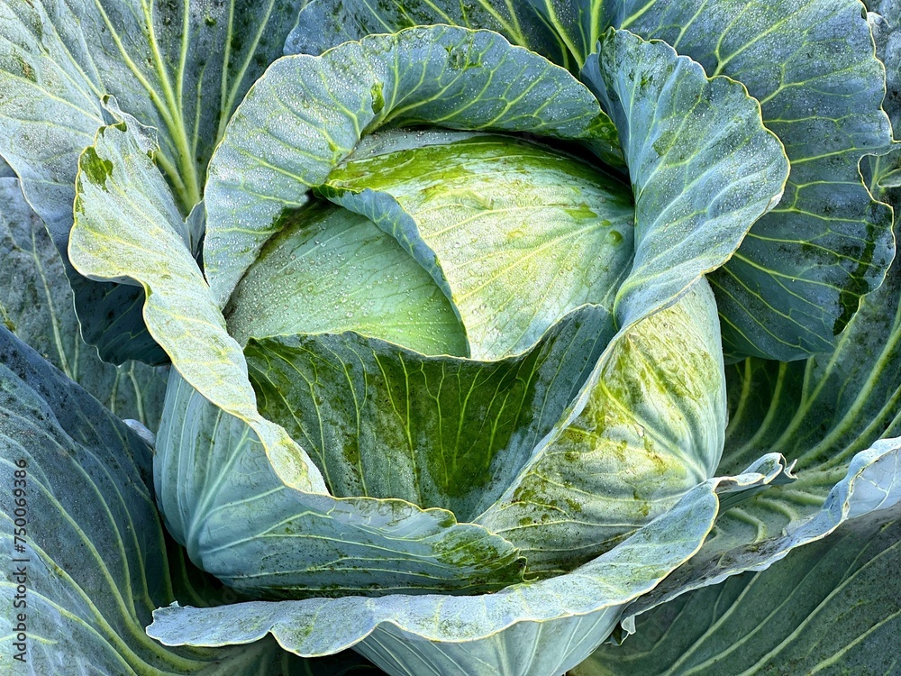 Fototapeta premium Head of cabbage vegetable in the field 