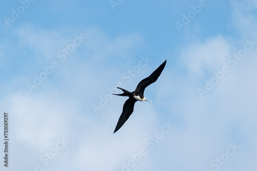 Fregat bird flying around with blue sky in galapagos island ecuador