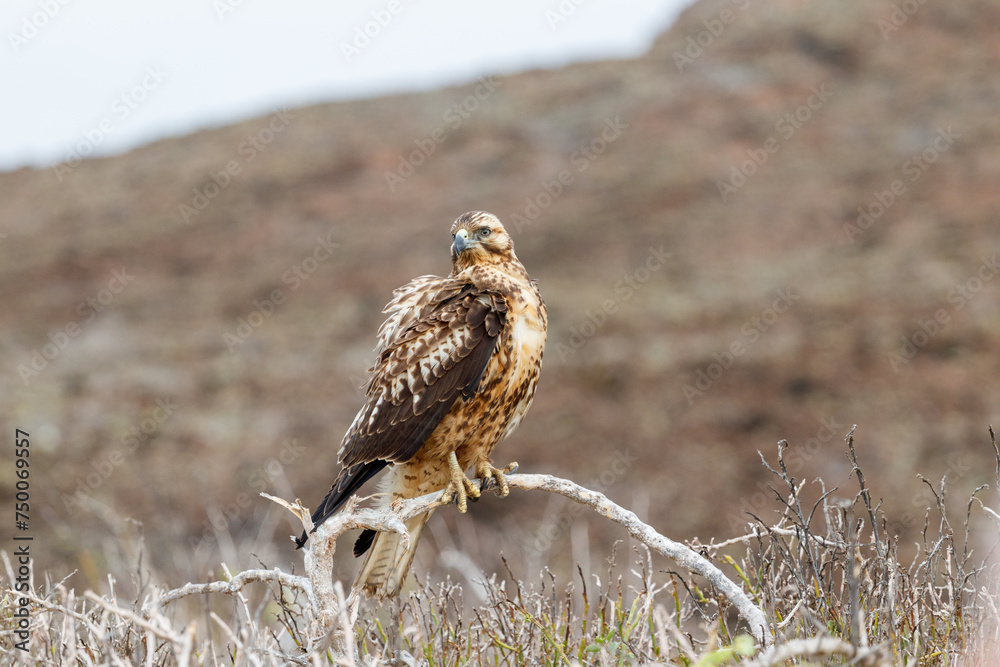Galapagos Hawk on Santa Fe Island, Galapagos Galapagos Hawk on Santa Fe Island, Galapagos