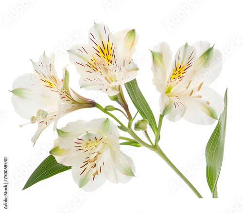 Alstroemeria Flowers isolated on transparent background. PNG file 