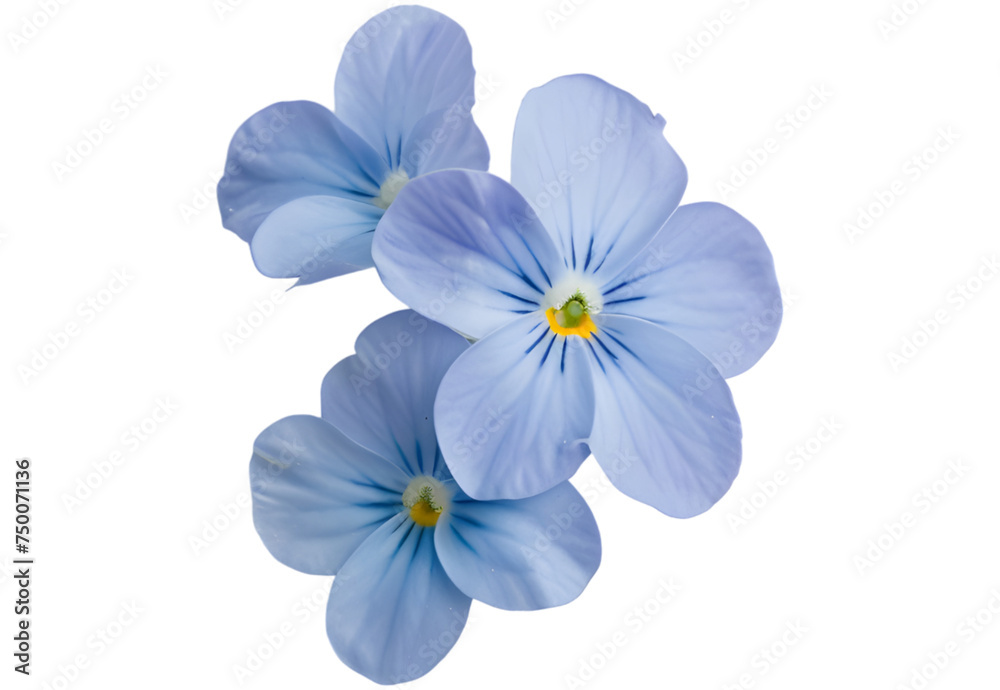 Forget-me-not Light Blue Flower Isolated on White Background. Myosotis arvensis Macro
Forget-me-not Light Blue Flower Isolated on White Background. Myosotis arvensis Macro