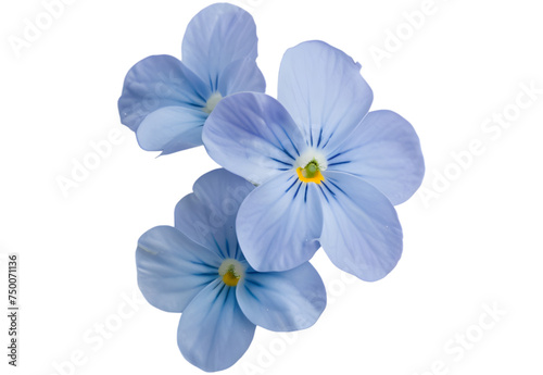 Forget-me-not Light Blue Flower Isolated on White Background. Myosotis arvensis Macro 