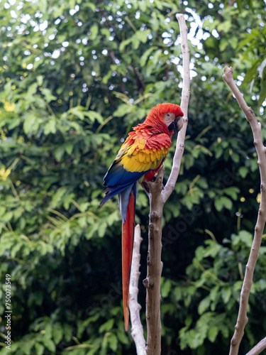 Scarlet Macaw, Ara macao, sits on a dry branch in nature. Magdalena. Colombia