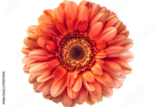 Gerbera Daisy Flower isolated on transparent background. PNG file