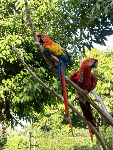 A pair of Scarlet Macaw, Ara macao, sits on a dry branch in nature. Magdalena. Colombia