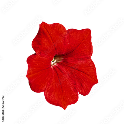 A bright red flower with five delicate petals and visible veins, isolated against a white background. A vibrant red petal flower, with detailed veins and a central stigma.