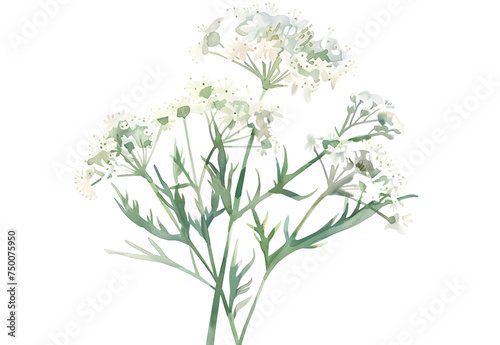 flowers Queen Annes Lace watercolor isolated on transparent background. PNG file