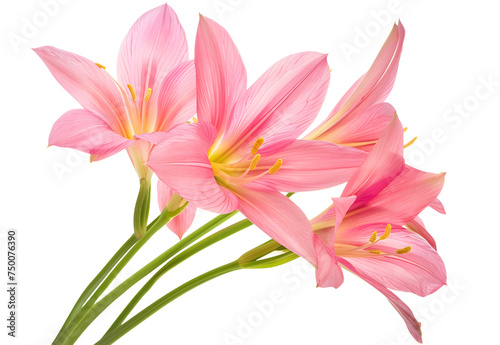 macro closeup of a soft tender pink starry, funnel-shaped Zephyranthes Habranthus rosea flower also called rain lily isolated on white