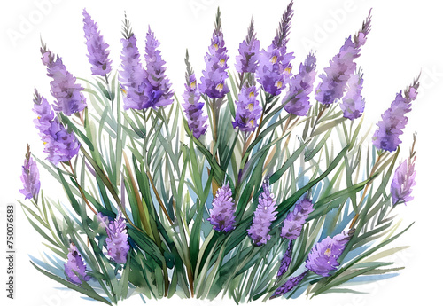 Liatris watercolor isolated on transparent background. PNG file photo