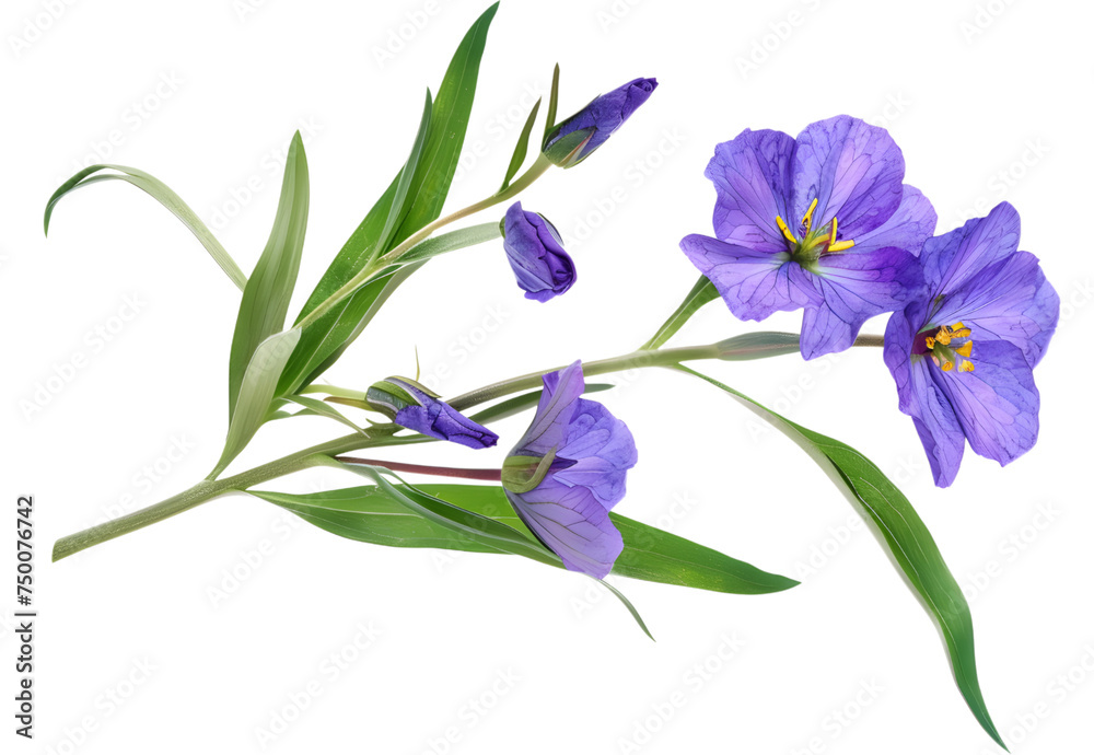 Fototapeta premium Garden Tradescantia (spiderworts) blue flowers isolated on white. PNG file