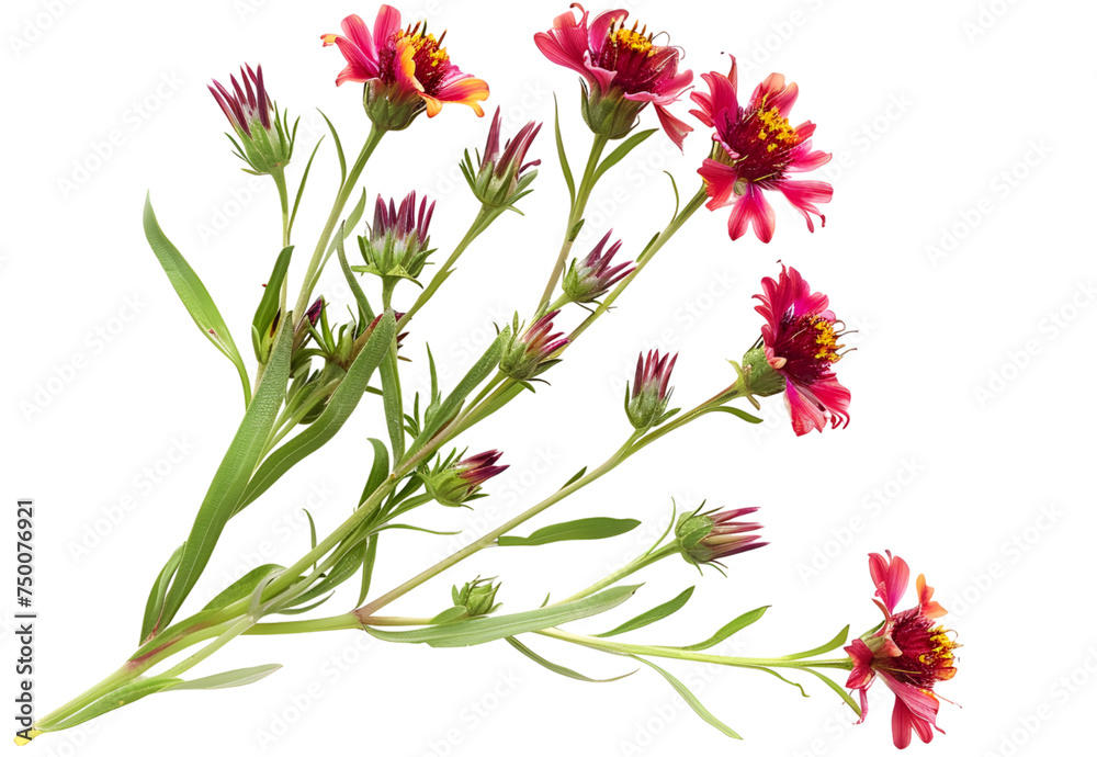 Gaillardia Flower isolated on transparent background. PNG file Gaillardia Flower isolated on transparent background. PNG file