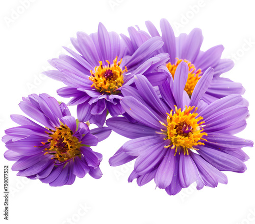 flower lilac asters isolated on white background