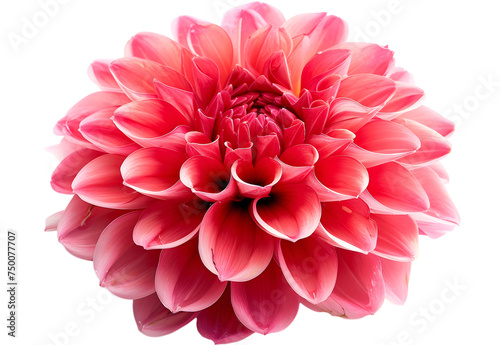 Obraz na plátně Surreal dark chrome red flower dahlia macro isolated on white