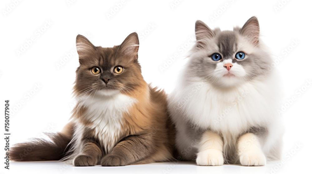 A fluffy Pomsky and a charming British Shorthair, sitting amiably, their gaze fixed forward, isolated on a stark white background.