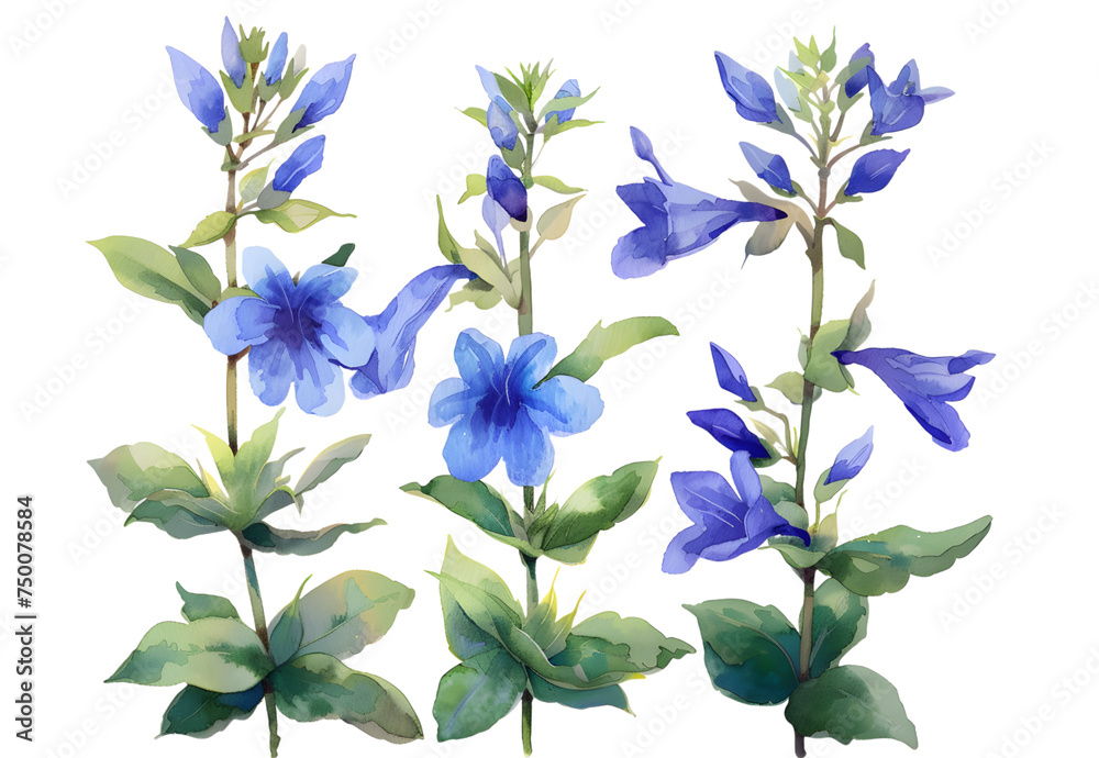 Fototapeta premium Lobelia watercolor isolated on transparent background. PNG file