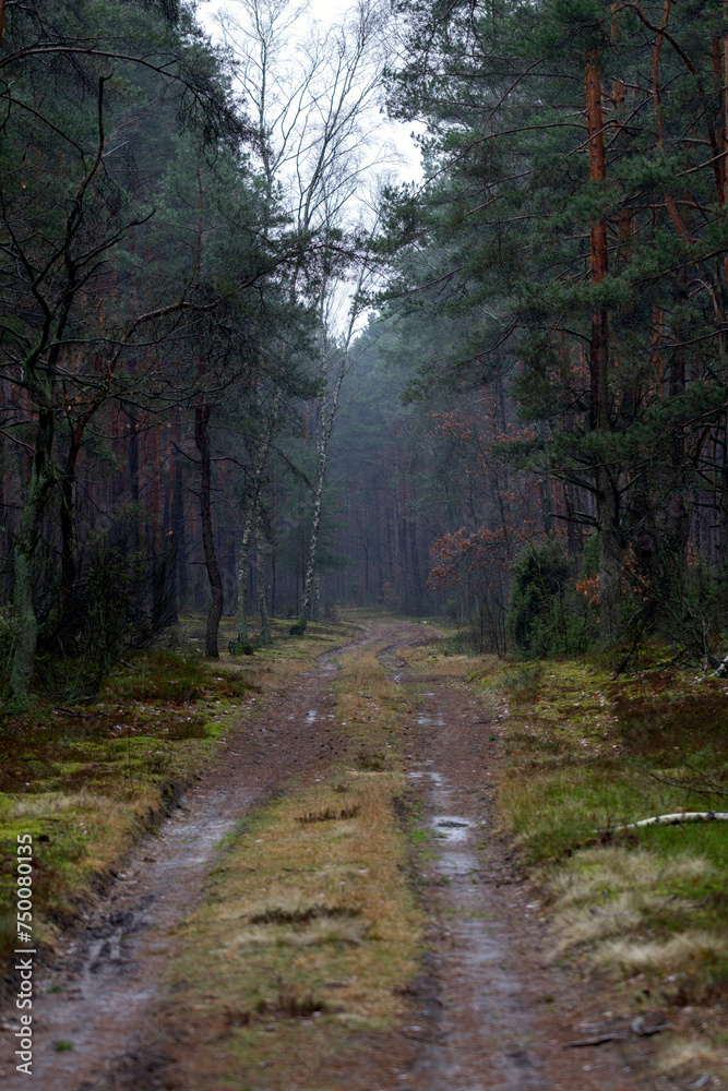 Fototapeta premium Misty forest path during rain in Kampinos National Park, Poland