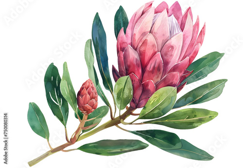 A Protea watercolor isolated on transparent background. PNG filev photo