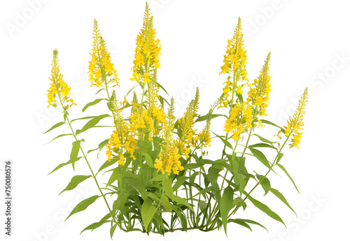 Golden Rod Solidago virgaurea flower isolated on white background
