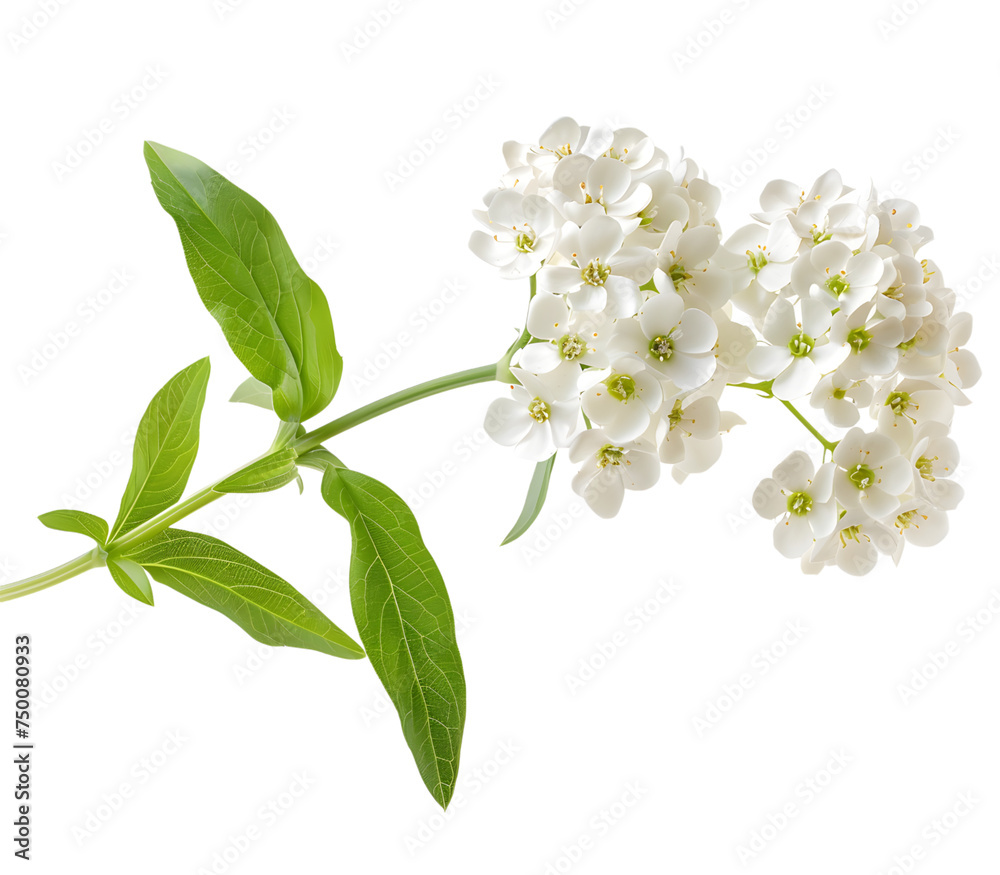 Fototapeta premium Candytuft flower isolated on transparent background. PNG file