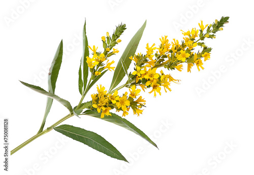 Goldenrod flower isolated on transparent background. PNG file photo