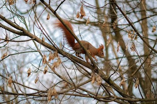 Common squirrel (Sciurus vulgaris) © Jakub Wąsowicz