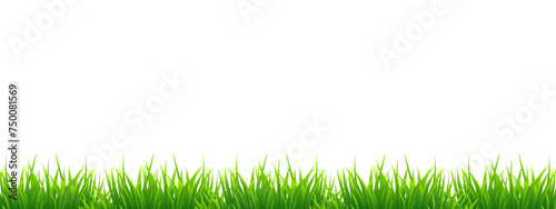 fresh spring green grass without background