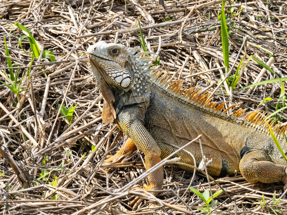 Green iguana, Iguana iguana, Malagana, Wildlife in Colombia