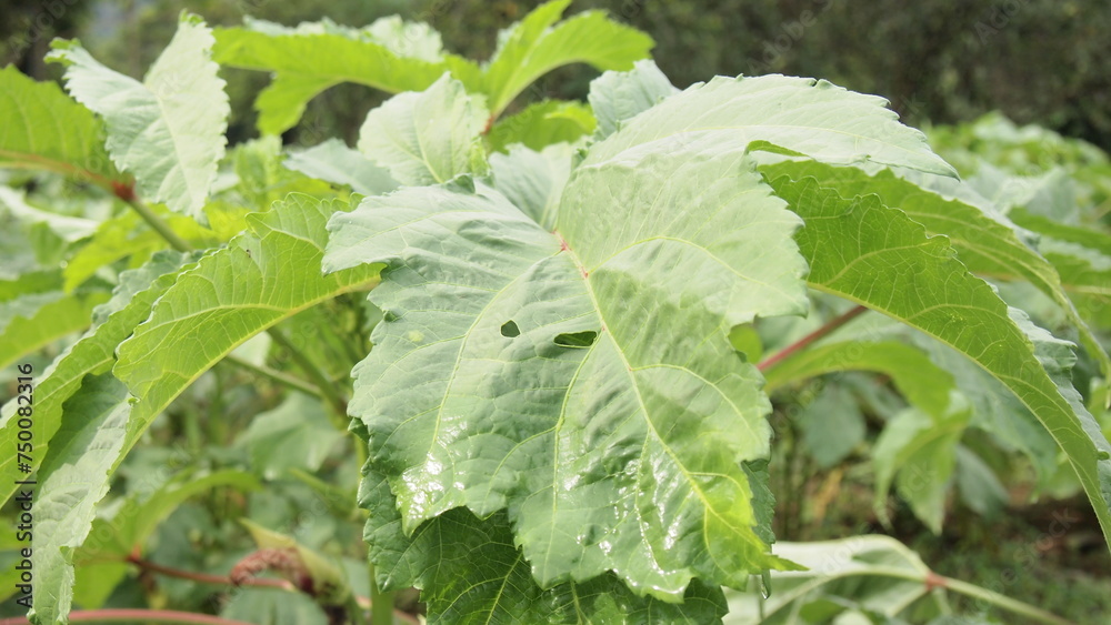 A large leave plants in a farm A large leave plants in a farm