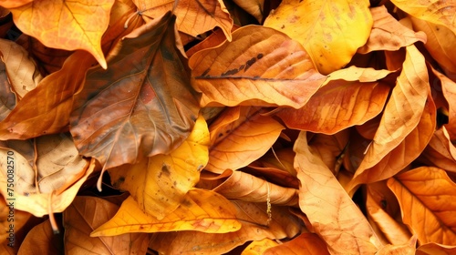 vibrant autumn leaves in a full spectrum of fall colors texture