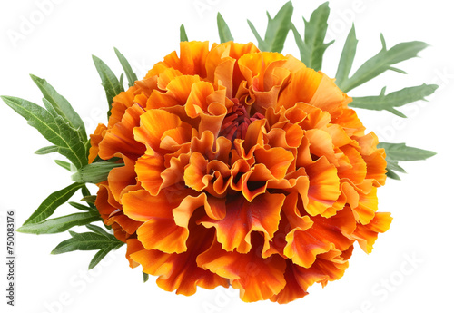 fresh marigold flowers isolated on white background photo