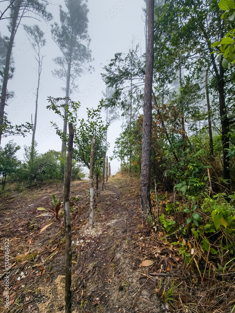 Caminata por la montaña, naturaleza y cascadas Panama