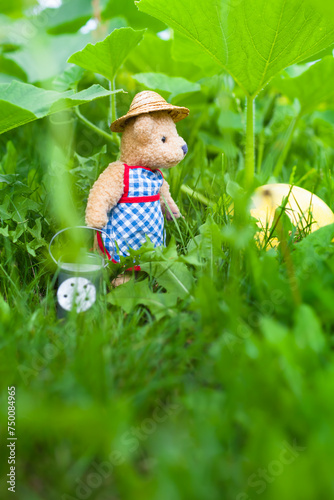Care for the Vegetable / Gardener teddy bear with straw hat and apron take care for pumpkin fruit in green grass (copy space)