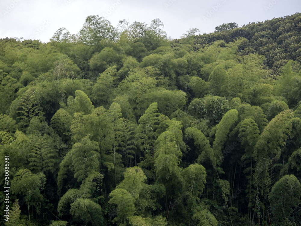 Dense plumes of bamboo on a large slope. Colombia