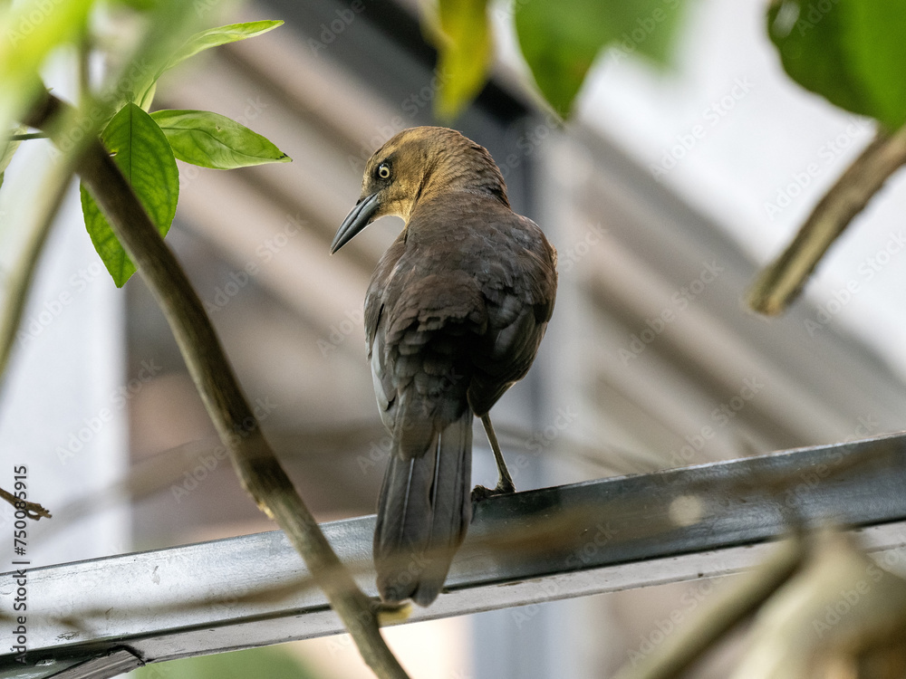 Crested Oropendola, Psarocolius decumanus, sits on a twig and observes the surroundings. Colombia
